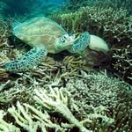 Hong Kong Dive School Instagram 頭像